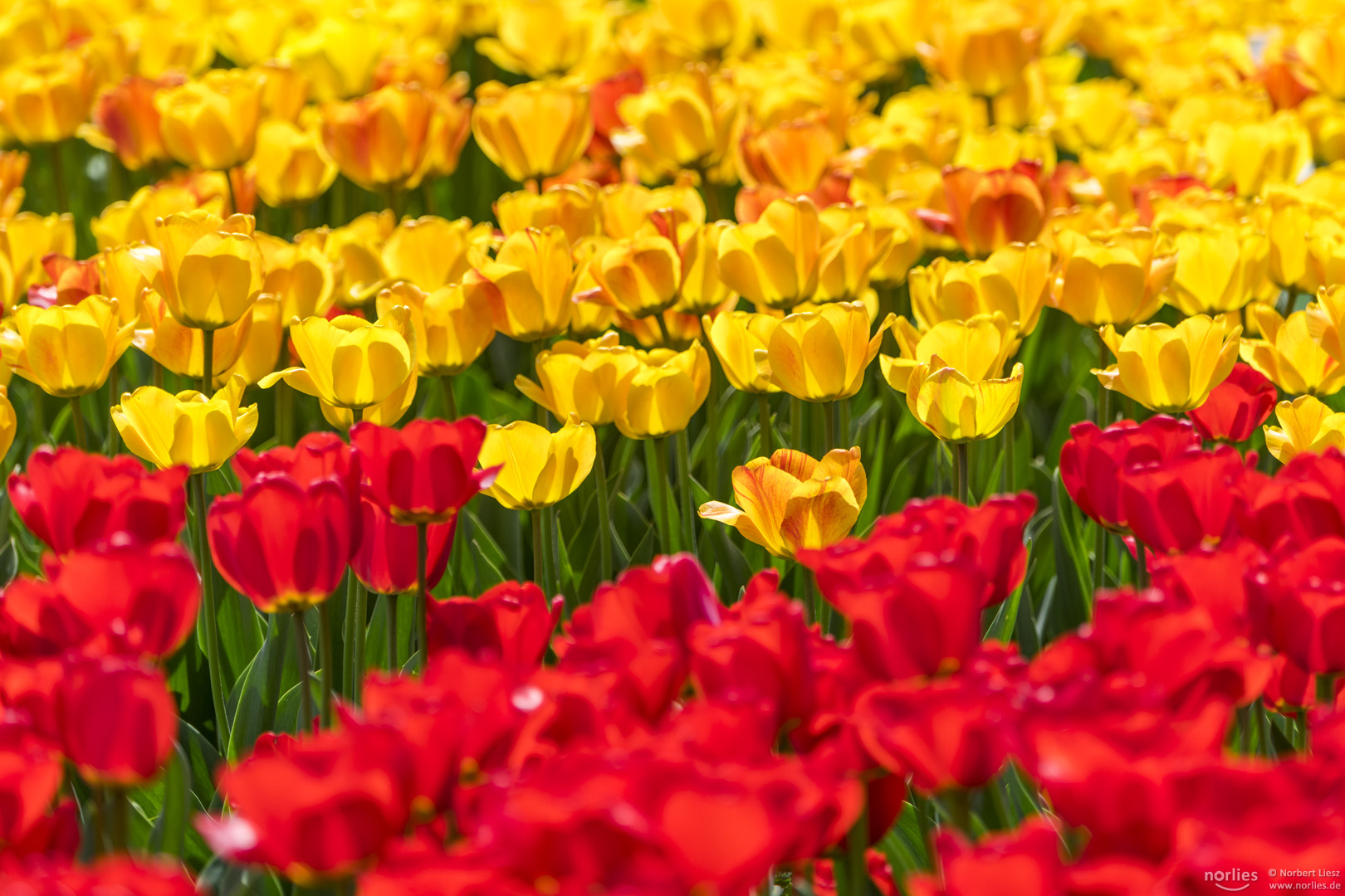 yellow and red tulips