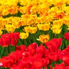 yellow and red tulips