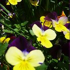 yellow and violet