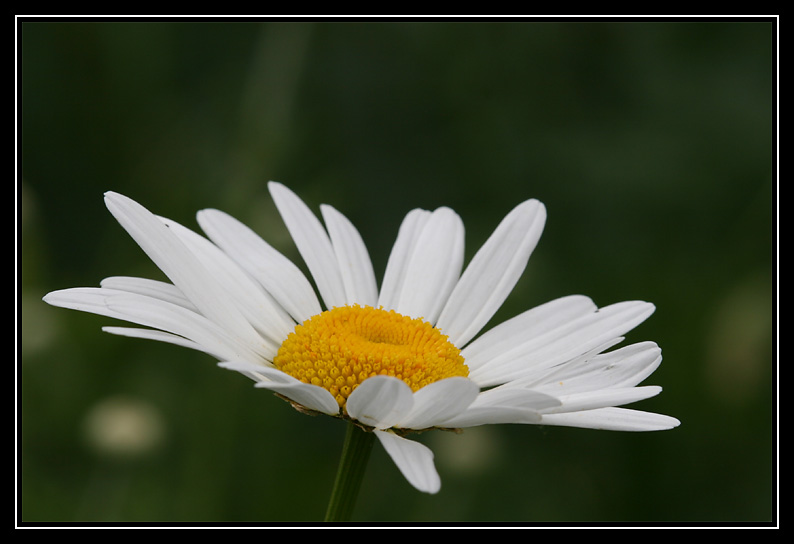 yellow and white