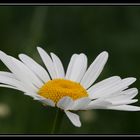 yellow and white