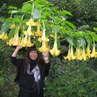 YELLOW ANGELS TRUMPETS
