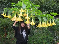 YELLOW ANGELS TRUMPETS