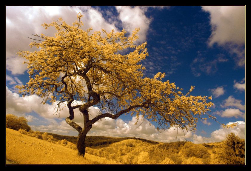 yellow apple tree