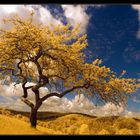 yellow apple tree