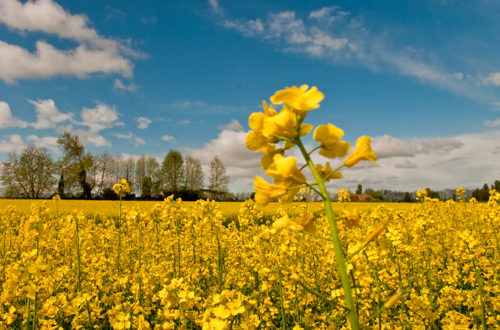 yellow atmosphere