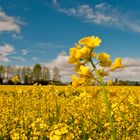 yellow atmosphere