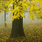 Yellow autumn