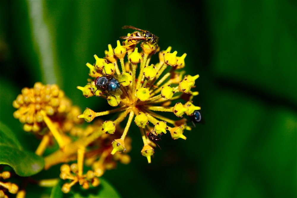 yellow by Leo Ben 