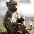 Yellow baboon