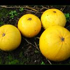 Yellow Balls