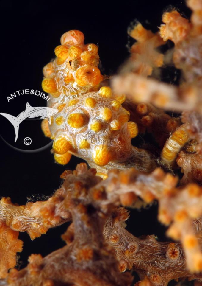 Yellow Bargibanti`s Pygmy Seahorse - Gelbes Zwerg Seepferdchen