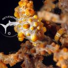 Yellow Bargibanti`s Pygmy Seahorse - Gelbes Zwerg Seepferdchen