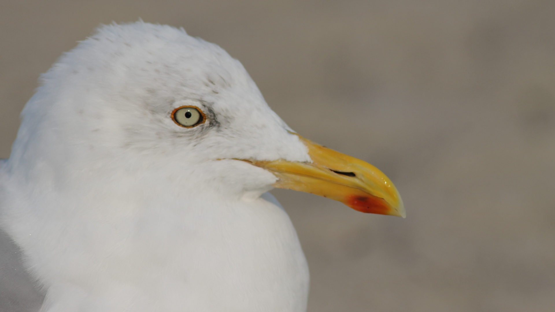 yellow beak