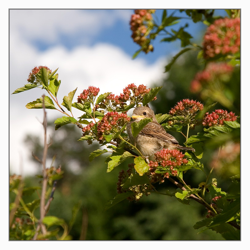 Yellow-beaked