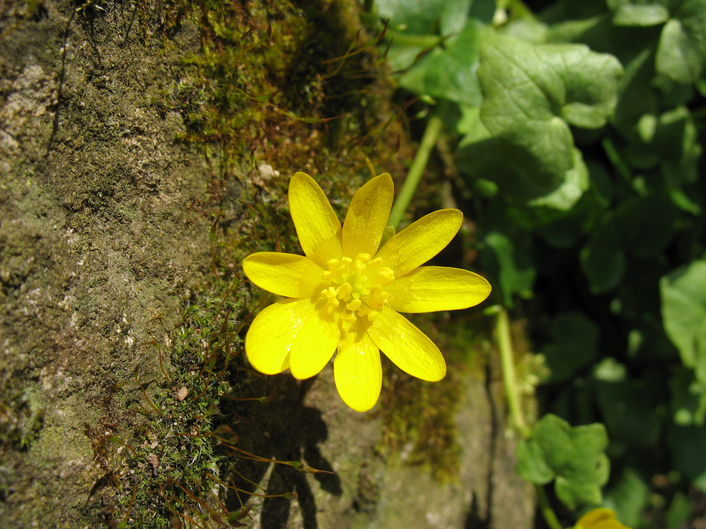 Yellow Beauty