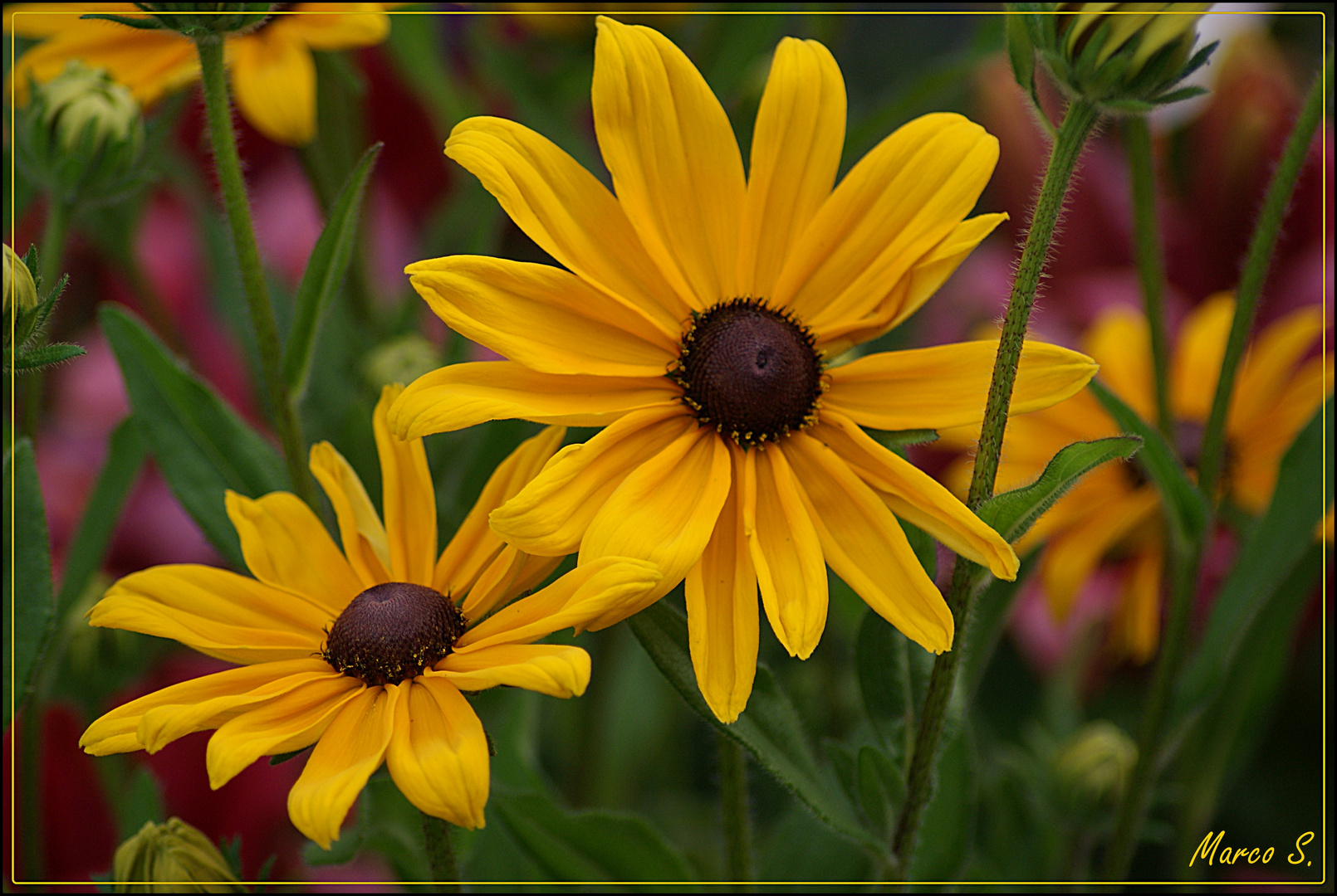 yellow beauty