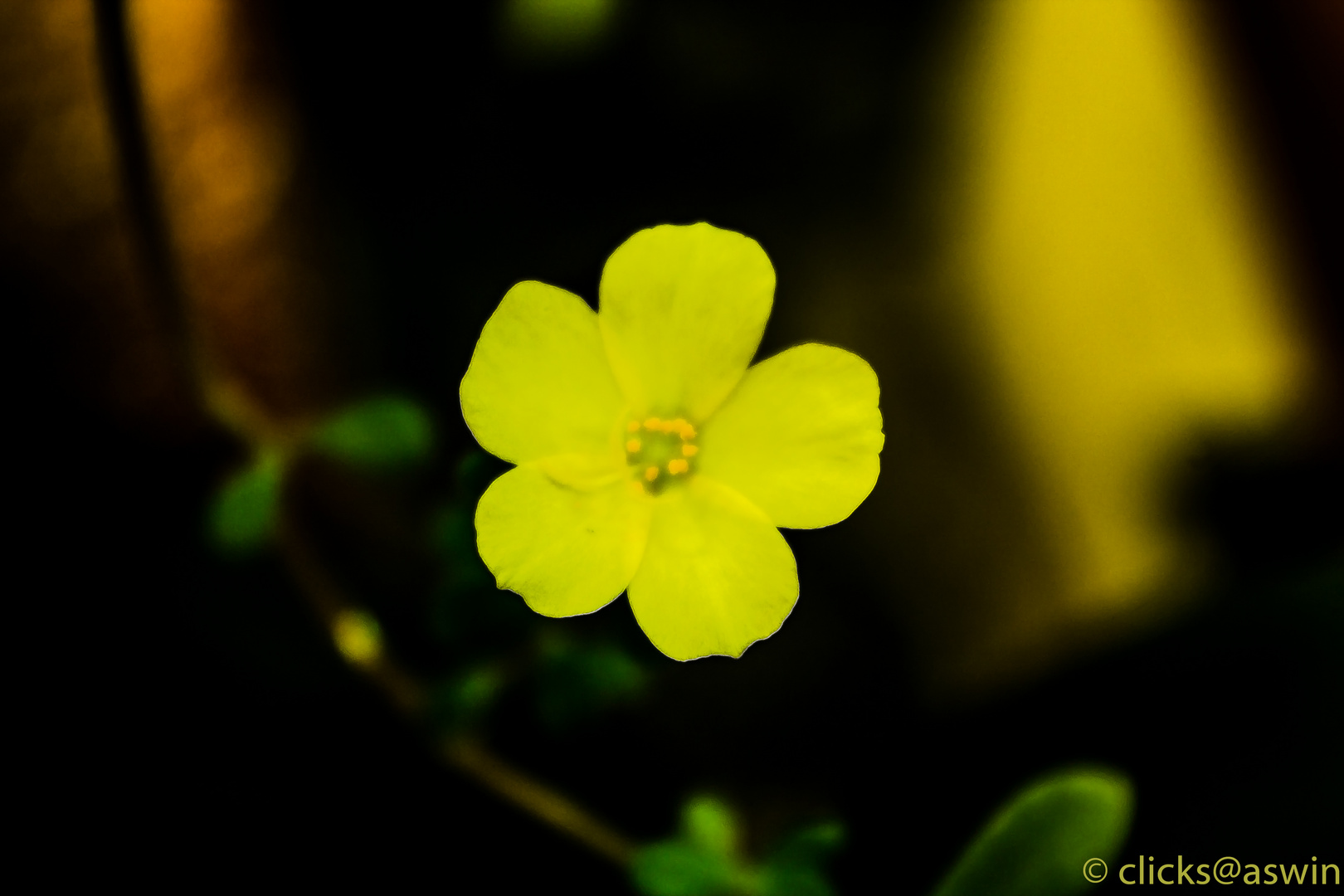 Yellow beauty