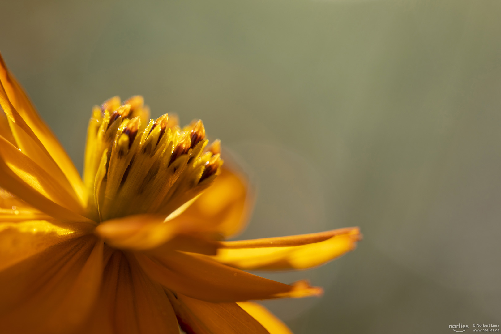 yellow beauty