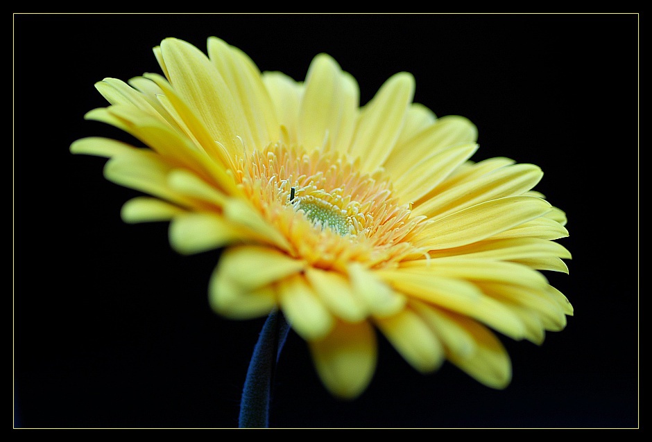 ... yellow beauty I ...