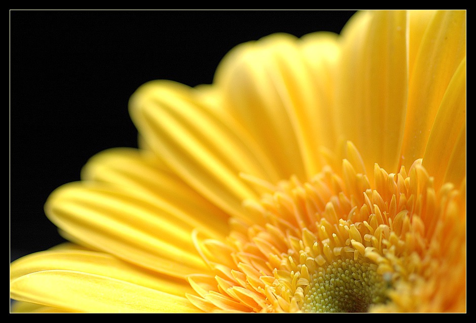 ... yellow beauty II ...