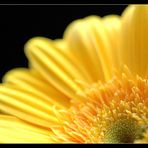 ... yellow beauty II ...