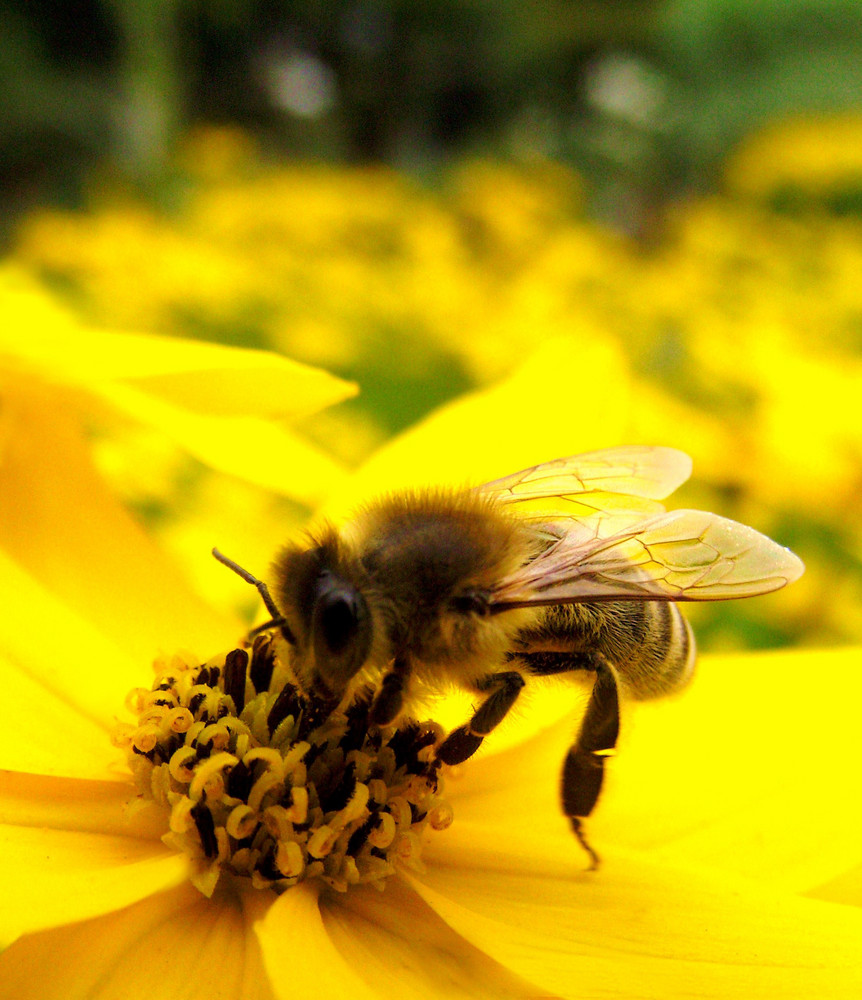 Yellow bee
