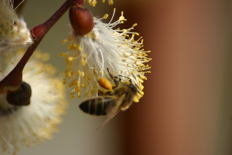 yellow bee von Andreas Jackson