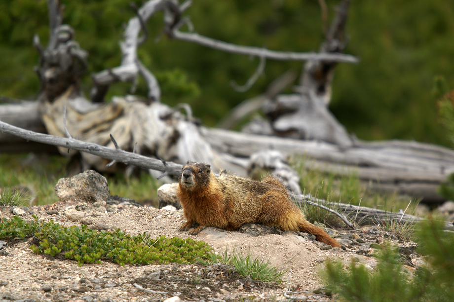 Yellow-Bellied Marmot