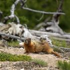 Yellow-Bellied Marmot