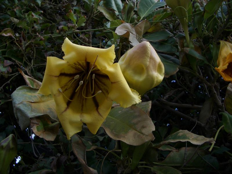 Yellow Bells - Stenolobium Stans