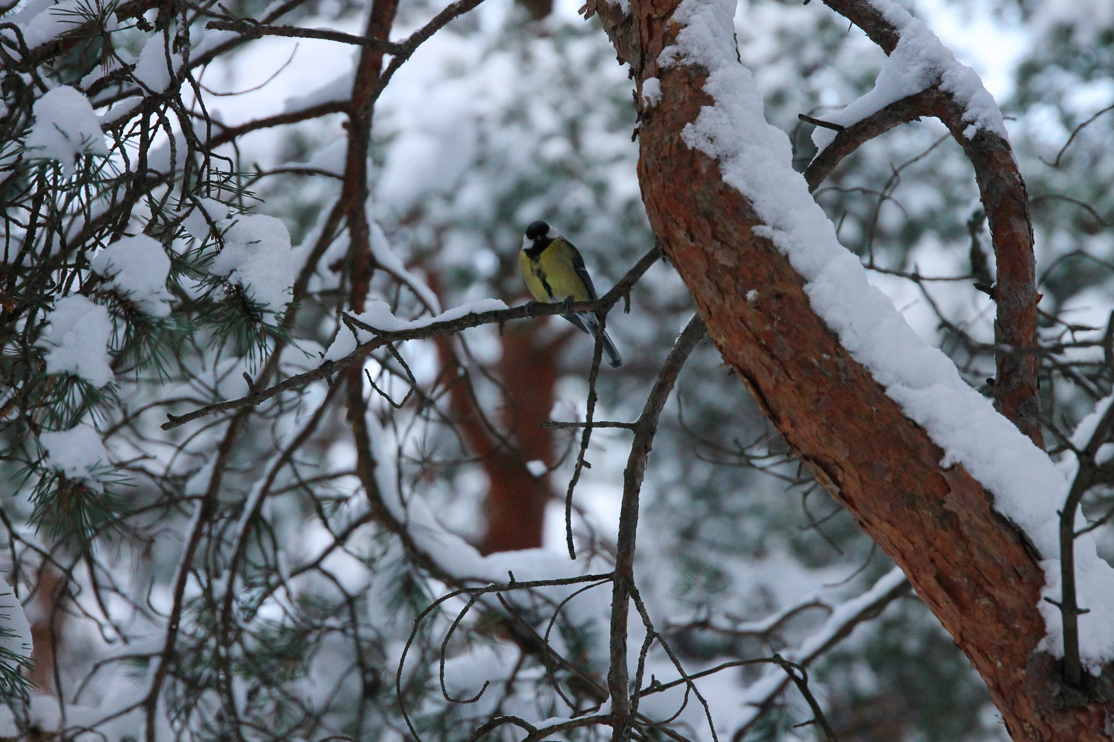 Yellow belly bird