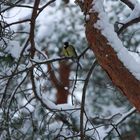 Yellow belly bird