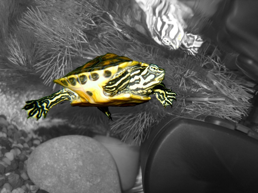 Yellow belly slider turtle