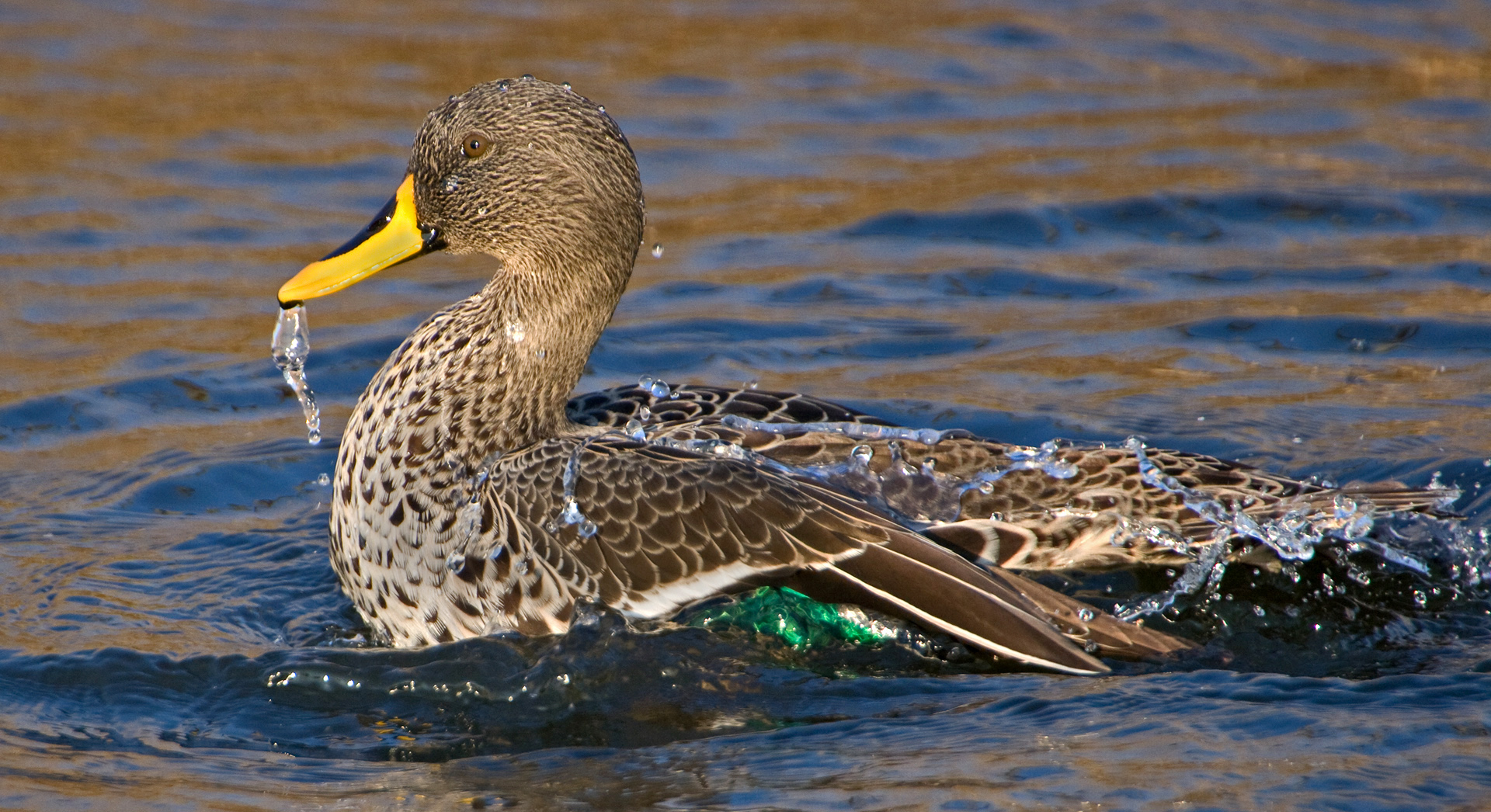 Yellow billed duck