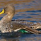 Yellow billed duck