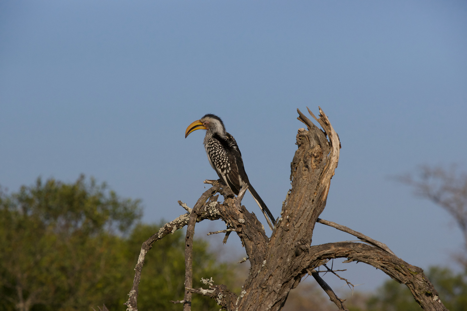 yellow-billed hornbill