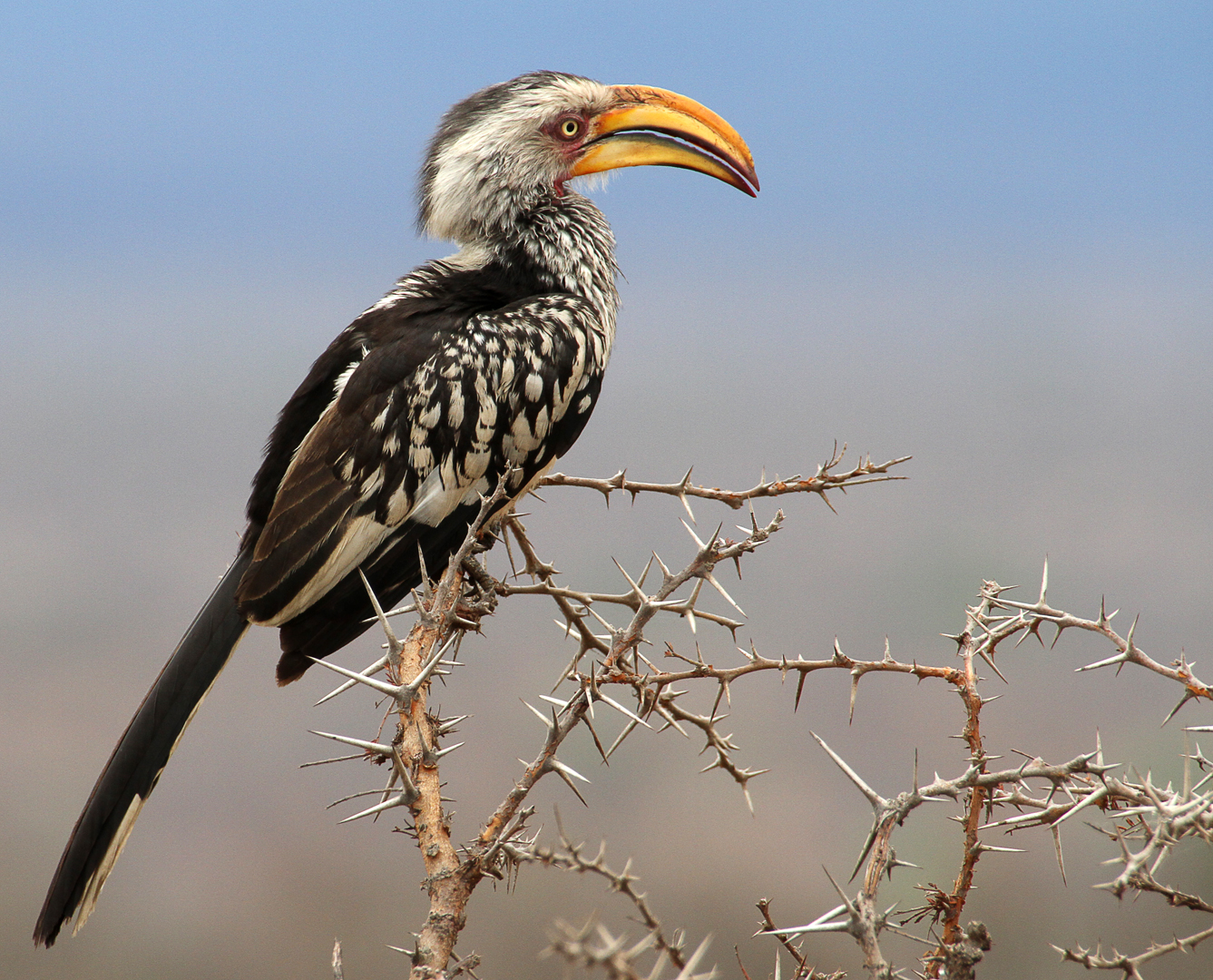 Yellow billed hornbill