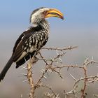 Yellow billed hornbill