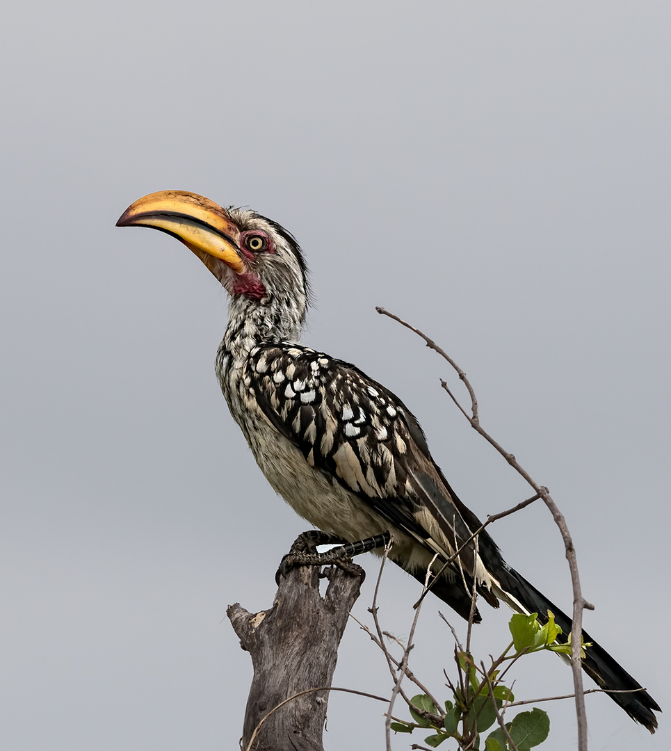 Yellow-billed Hornbill