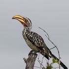 Yellow-billed Hornbill