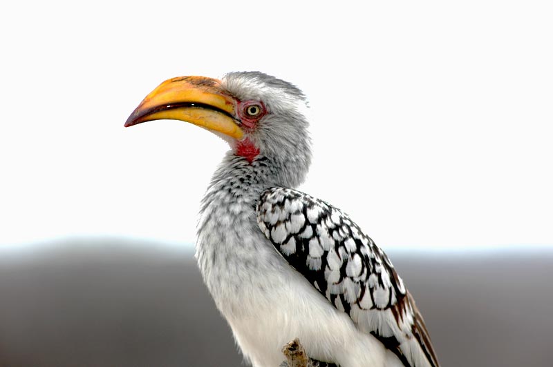 Yellow-billed hornbill