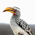 Yellow-billed hornbill