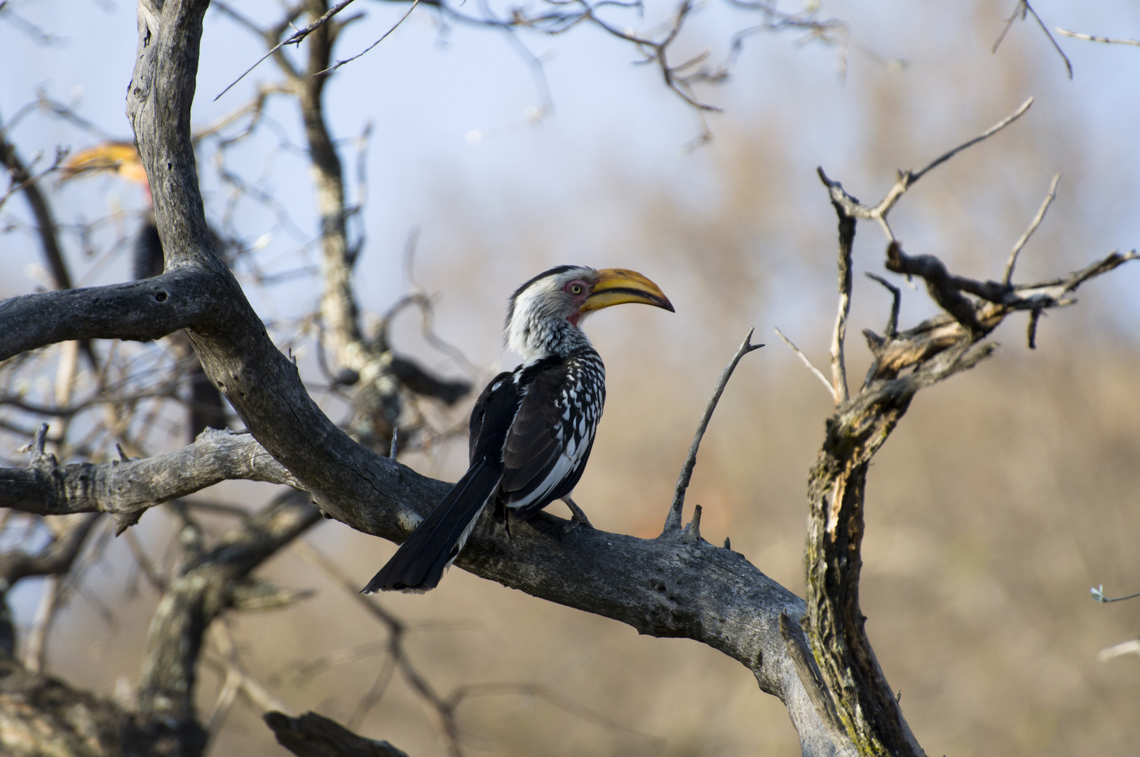 Yellow Billed Hornbill