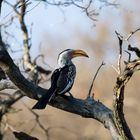 Yellow Billed Hornbill