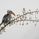 Yellow-billed Hornbill