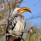 Yellow Billed Hornbill