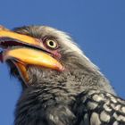 Yellow Billed Hornbill