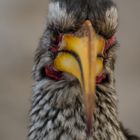 Yellow-billed Hornbill