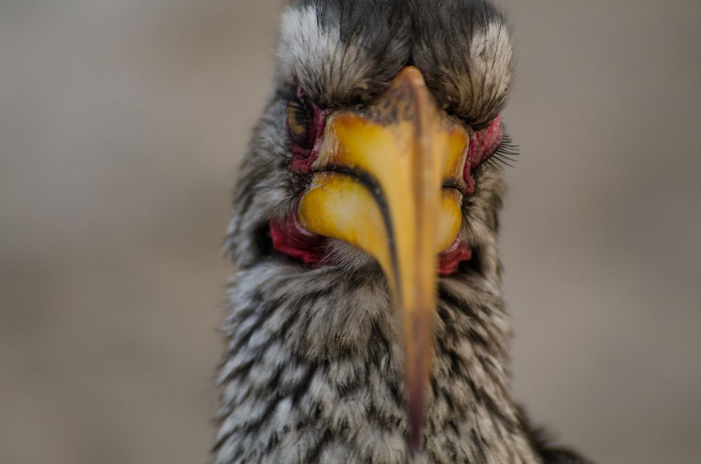 Yellow-billed Hornbill